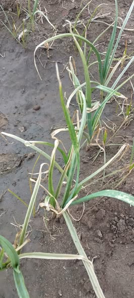 لو سمحتم 
اي المشكلة؟
واي العلاج؟